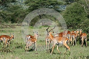 Impala Antelope - Serengeti, Tanzania, Africa