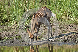 Impala, antelope, South Africa