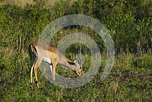 Impala, antelope, South Africa