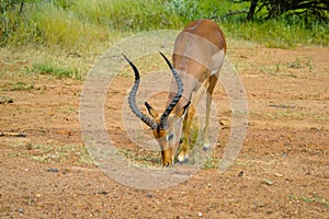 Impala antelope in South African game reserve