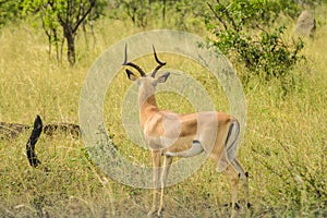 Impala antelope in South African game reserve