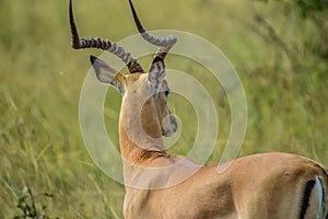 Impala antelope in South African game reserve