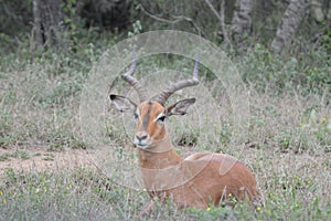 Impala antelope in South African game reserve