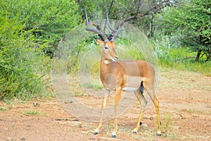 Impala antelope in South African game reserve