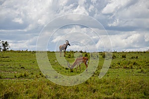 Impala antelope with topi in the savanna, Masai Mara National Park Kenya Africa