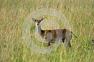 Impala Antelope, Uganda, Africa