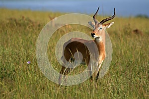 Impala Antelope, Uganda, Africa