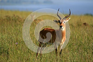 Impala Antelope, Uganda, Africa