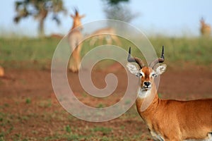 Impala Antelope, Uganda, Africa