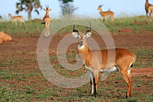 Impala Antelope, Uganda, Africa