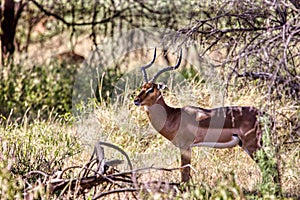 impala antelope walking on a grass field