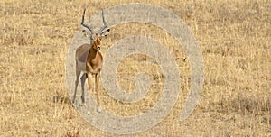 Impala antelope walking on the grass landscape