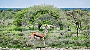 Impala antelope watches the cheetahs underneath the tree