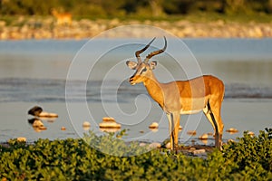 Impala antelope at a waterhole