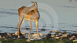 Impala antelope at a waterhole - Etosha National Park