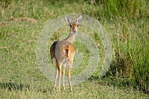 Impala antelope.Wildlife