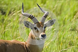 Impala antelope.Wildlife