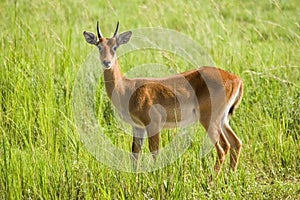 Impala antelope.Wildlife