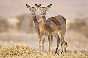 Impala antelopes photo