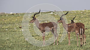 Impala antelopes