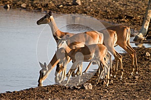 Impala antelopes photo