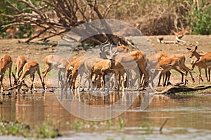 Impala antelopes