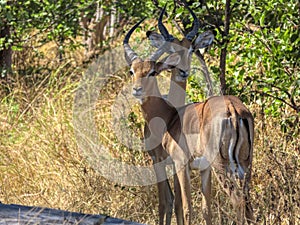 Impala antelopes