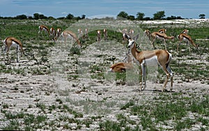 Impala antelopes, Africa