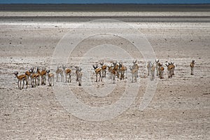 Impala antelopes, Africa