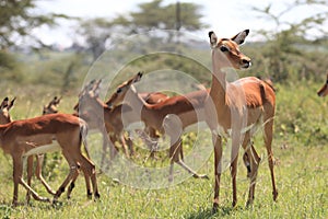 Impala