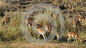 Impala antelopes feeding