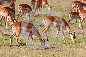 Impala antelopes grazing