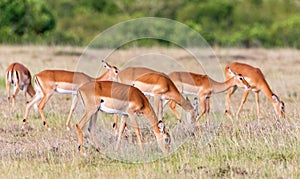 Impala antelopes grazing on the savannah