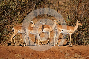 Impala antelopes - Kruger National Park