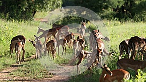 Impala antelopes in savanna habitat