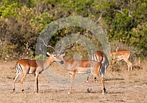 Impala Antelopes: two friends