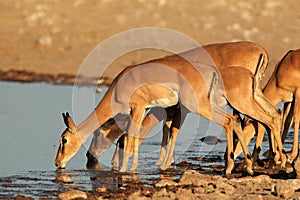 Impala antelopes at waterhole