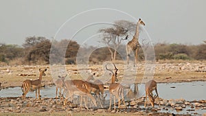 Impala antelopes at a waterhole - Etosha