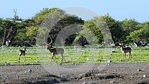 Impala antelopes and wild flowers - Etosha