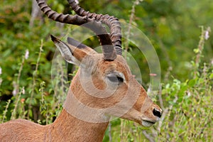 Impala antilope park kruger south africa reserves and protected airs of africa