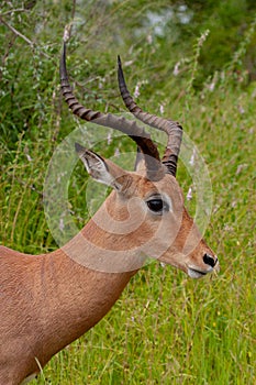 Impala antilope park kruger south africa reserves and protected airs of africa