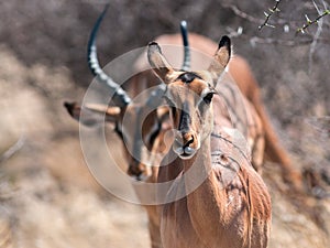 Impala antilopes photo