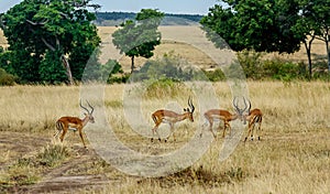 Impala Antilopes fighting in National Park Masai Mara, Kenya photo