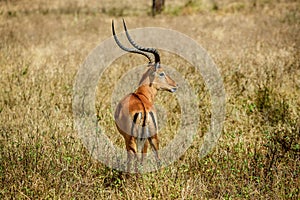 Impala Antilopes in National Park Masai Mara, Kenya photo