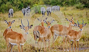 Impala Antilopes in National Park Masai Mara, Kenya photo