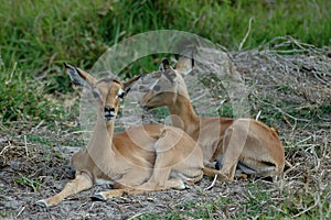 Impala babies