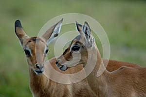 Impala babies photo