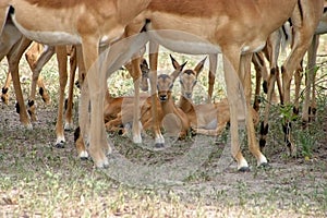 Impala babies