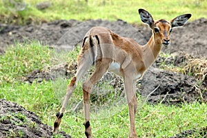 Impala baby