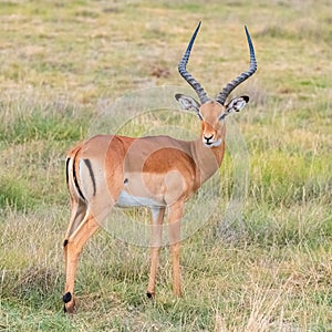 Impala, beautiful antelope